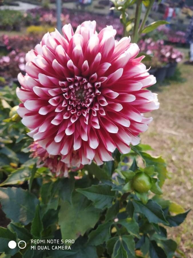 Dalia 10
