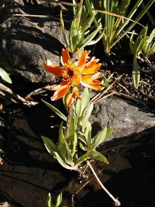 Raillardella vistosa 4