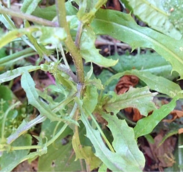 Radicchiella capillare 16