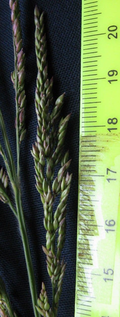 Erba caraibica 6