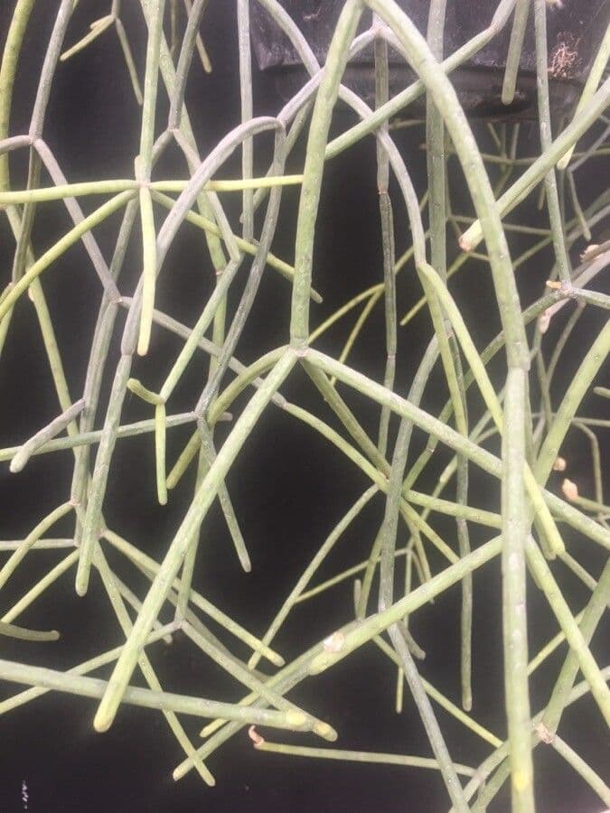 Rhipsalis 7