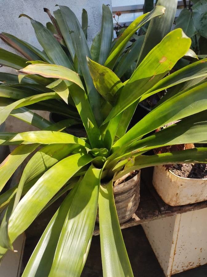 Guzmania 14