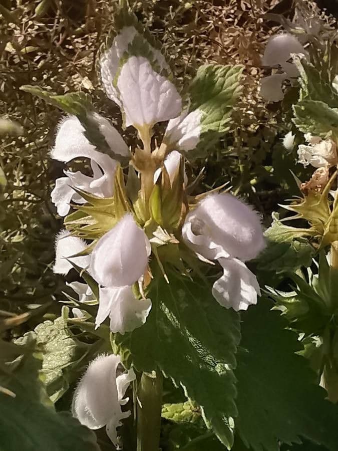 Moschus-Taubnessel