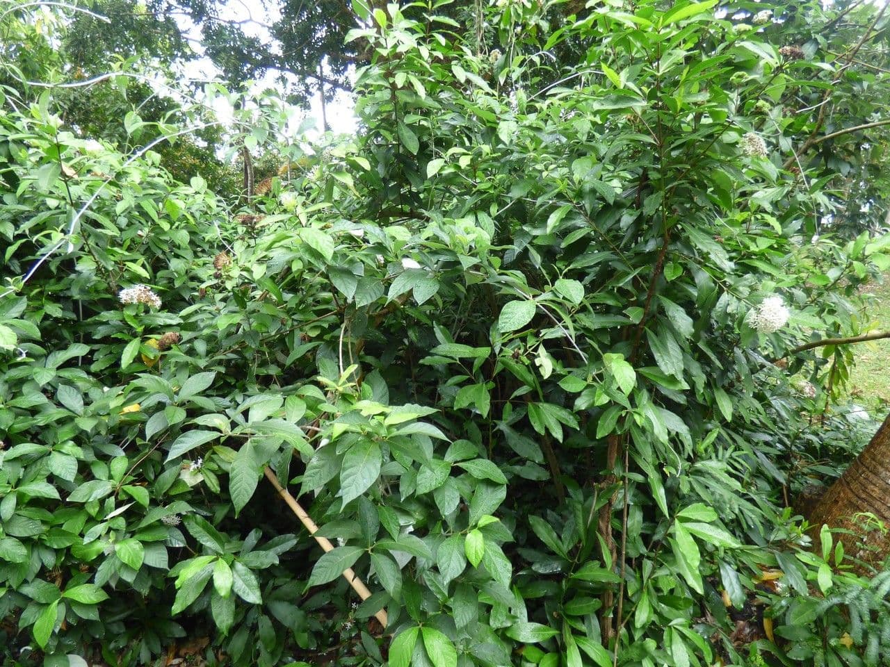 Ixora 14