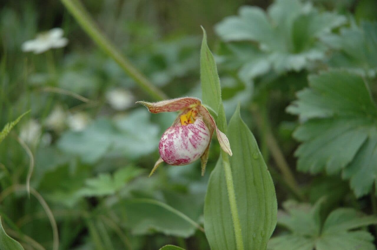 Cipripedio himalayano 6