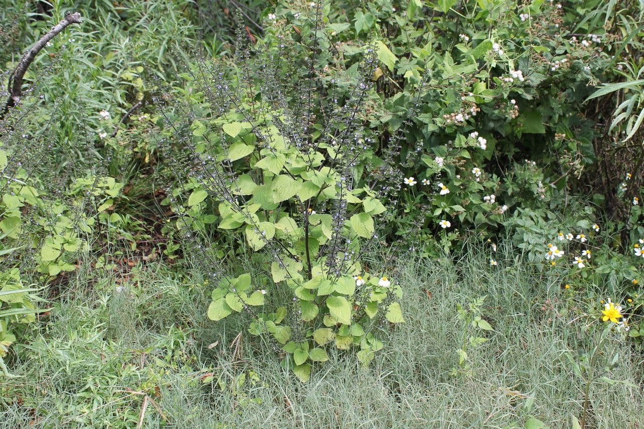 Lindenblättrige Salbei 8