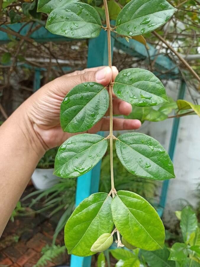 Congea tomentosa 13