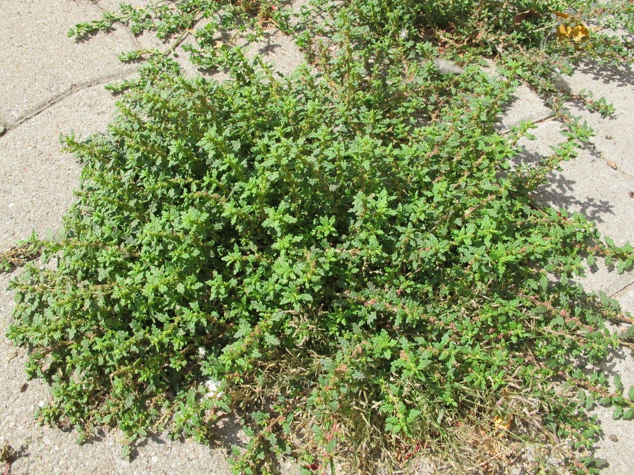 Chenopodio nano 13