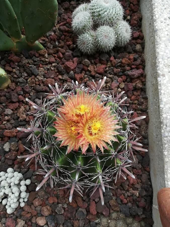 Ferocactus wislizeni 5