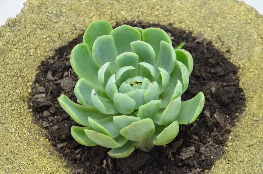 Aeonium aureum 10