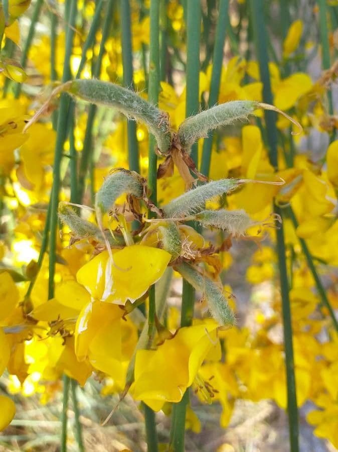 Ginestra odorosa 2