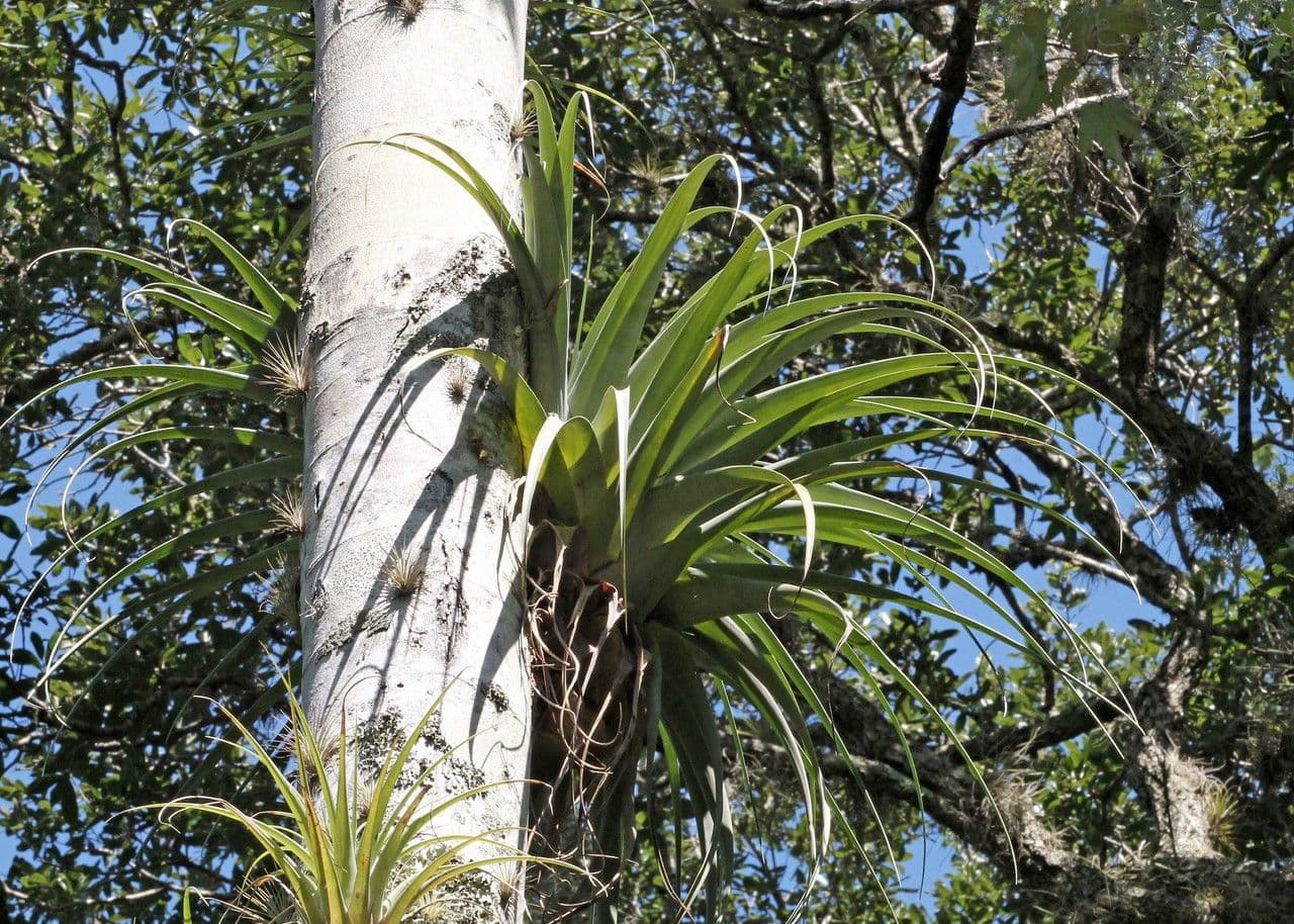 Tillandsia utricolata 9