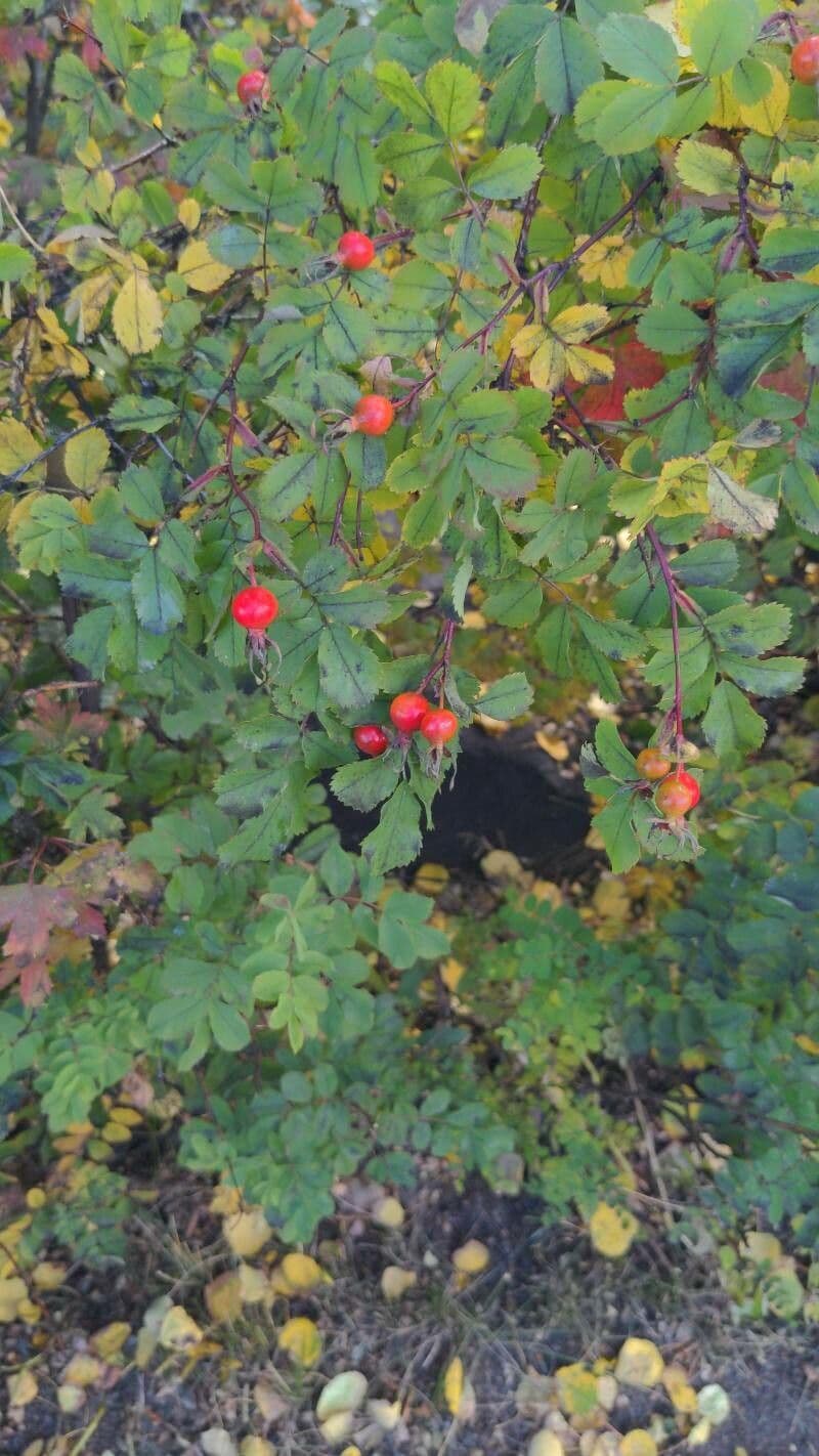 Woods-Rose 3