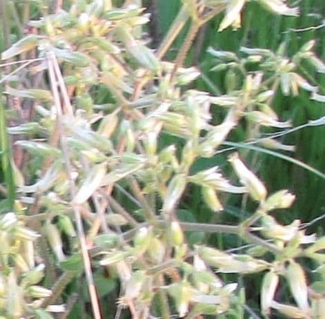 Rožec klubkatý 2