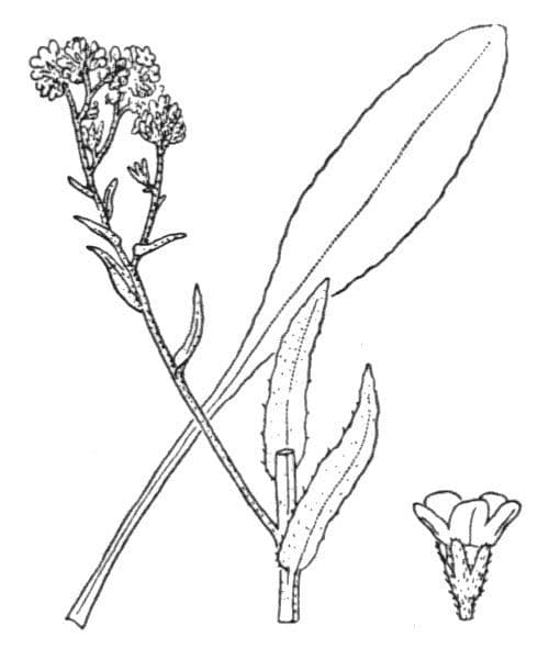 Cynoglottis barrelieri 11