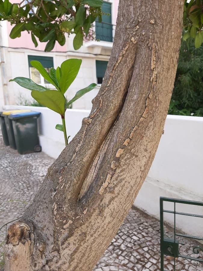 Karapofrucht 21