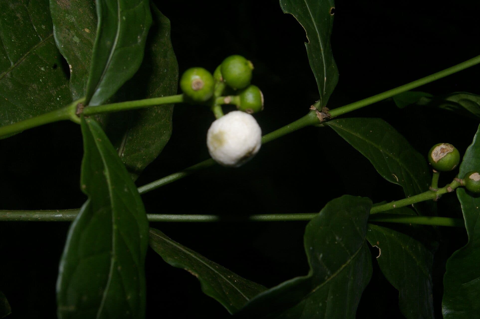 Rudgea 3