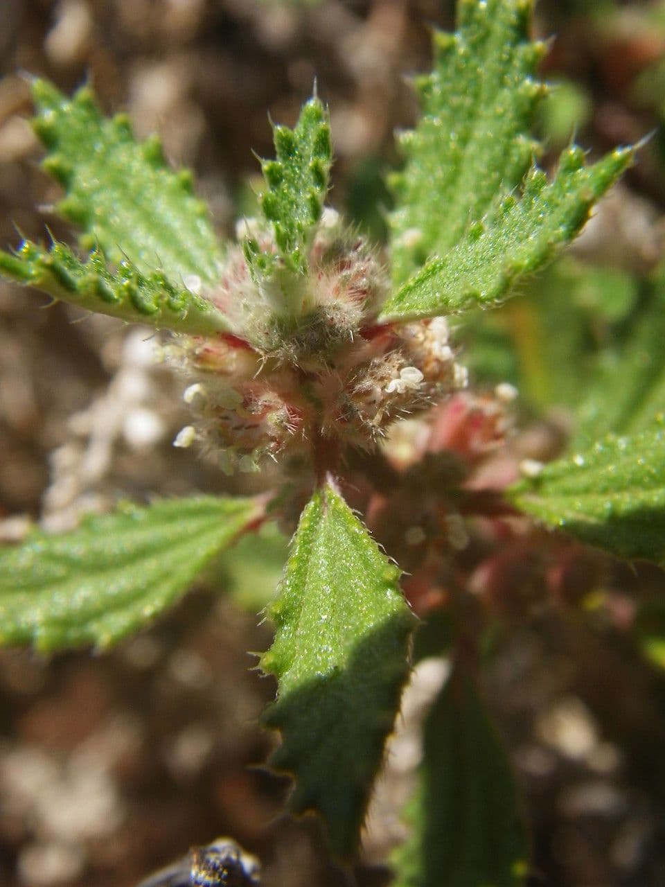 Forsskaolea 7