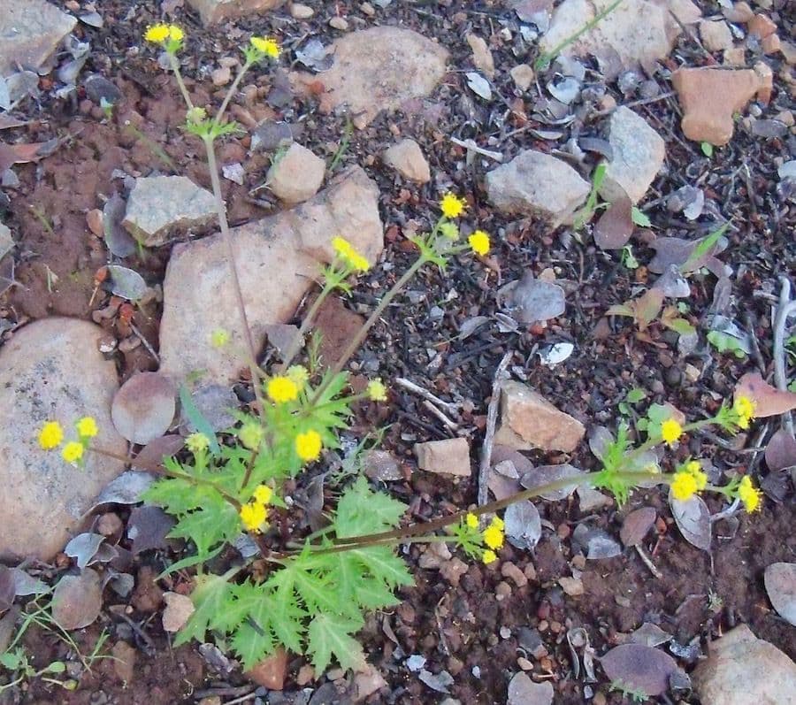 Sanicula 8