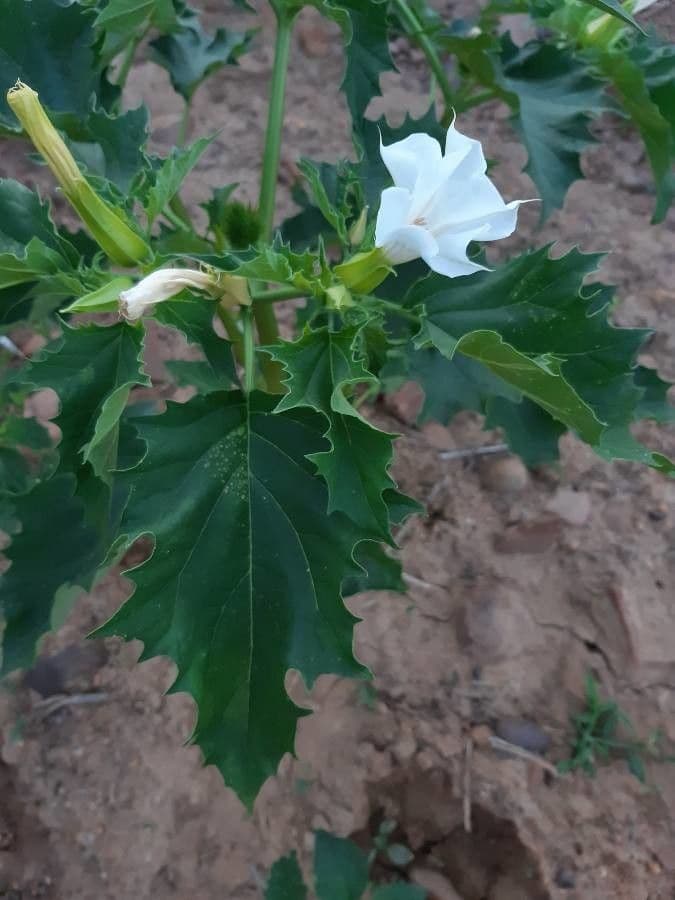 Datura 8