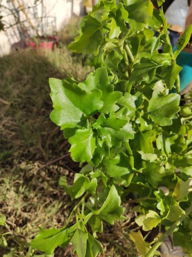 Senecio angulatus 16