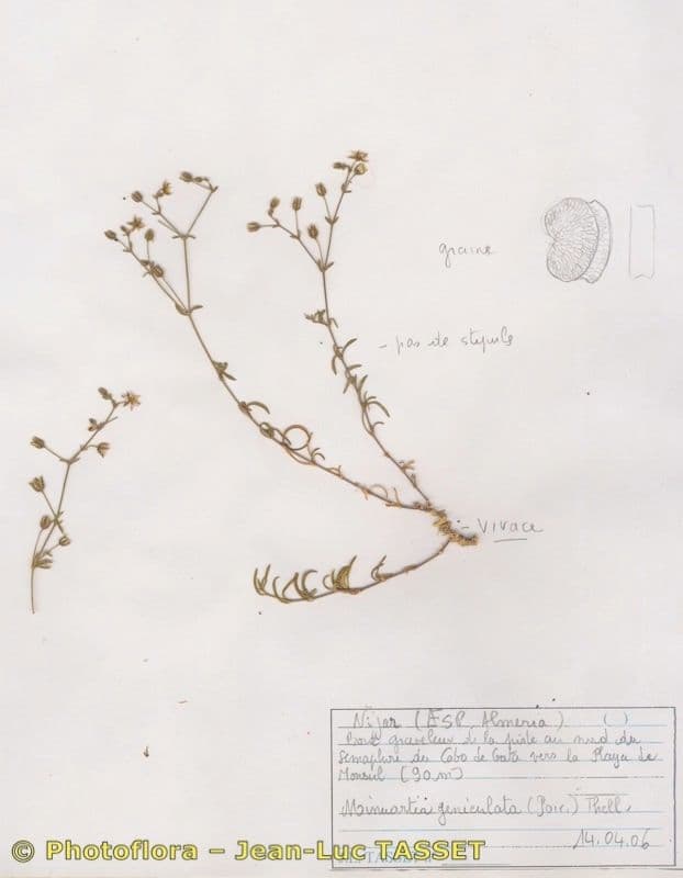 Rhodalsine 7