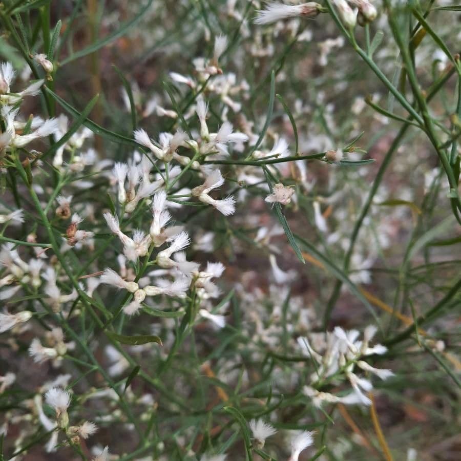 Baccharis neglecta 6