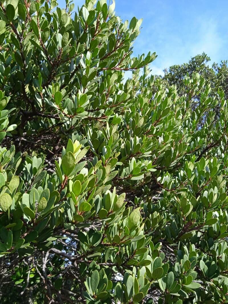 Euclea racemosa 5
