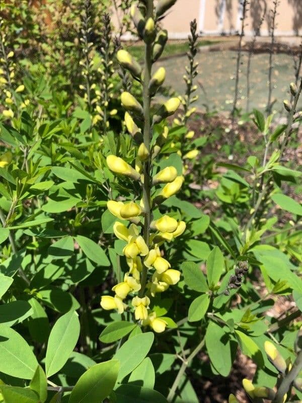 Baptisia 8
