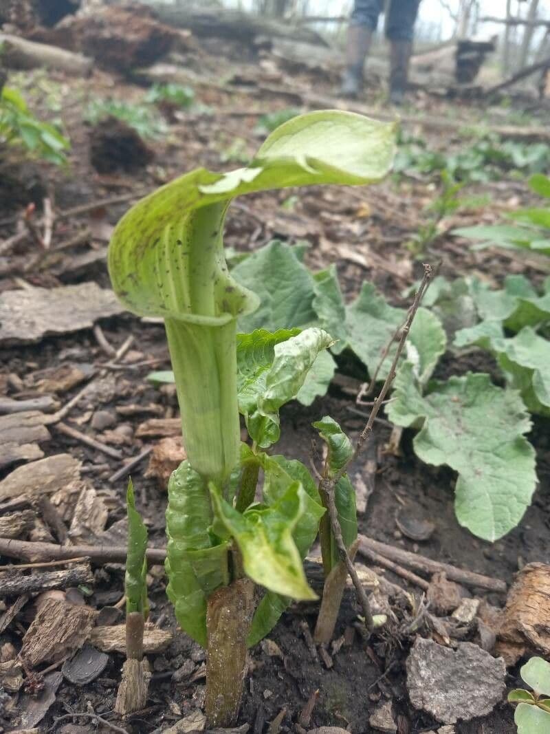 Arisema trójlistna 10