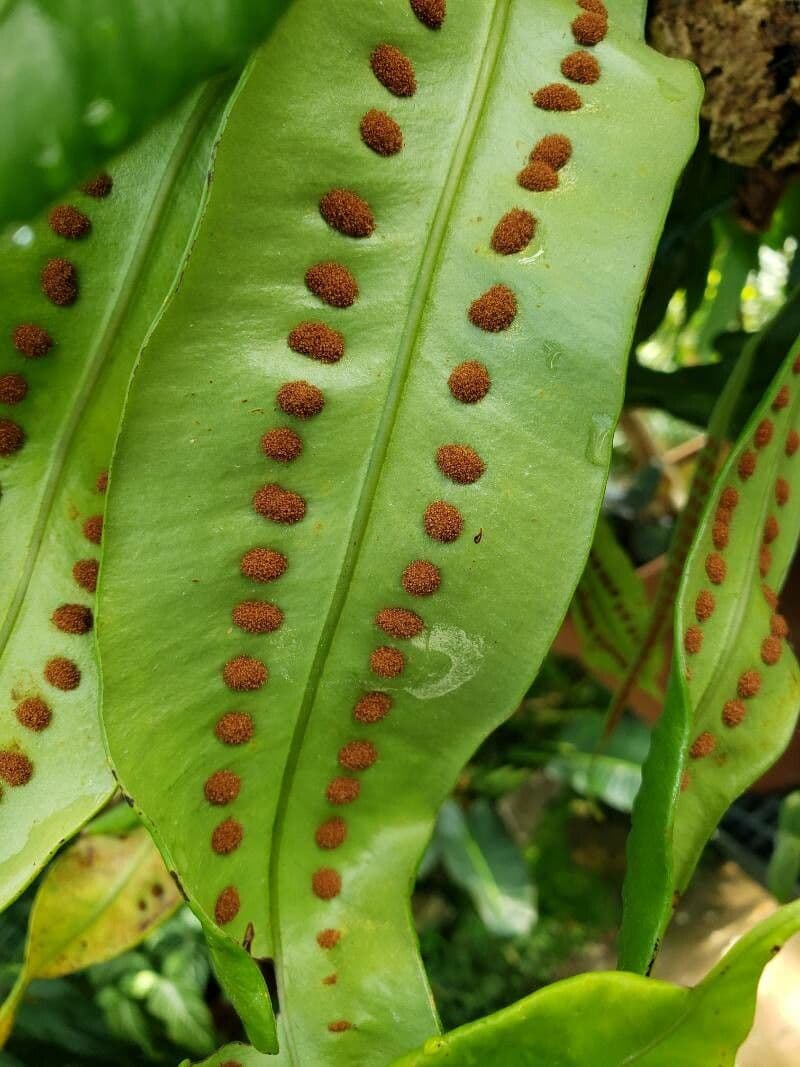 Microgramma