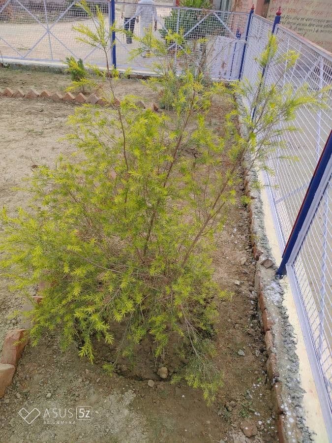 Schwarzer Teebaum 9