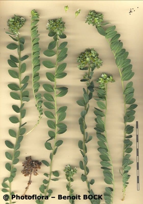 Telephium imperati 25