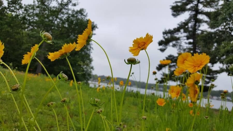 Coreopsis lanceolata 23