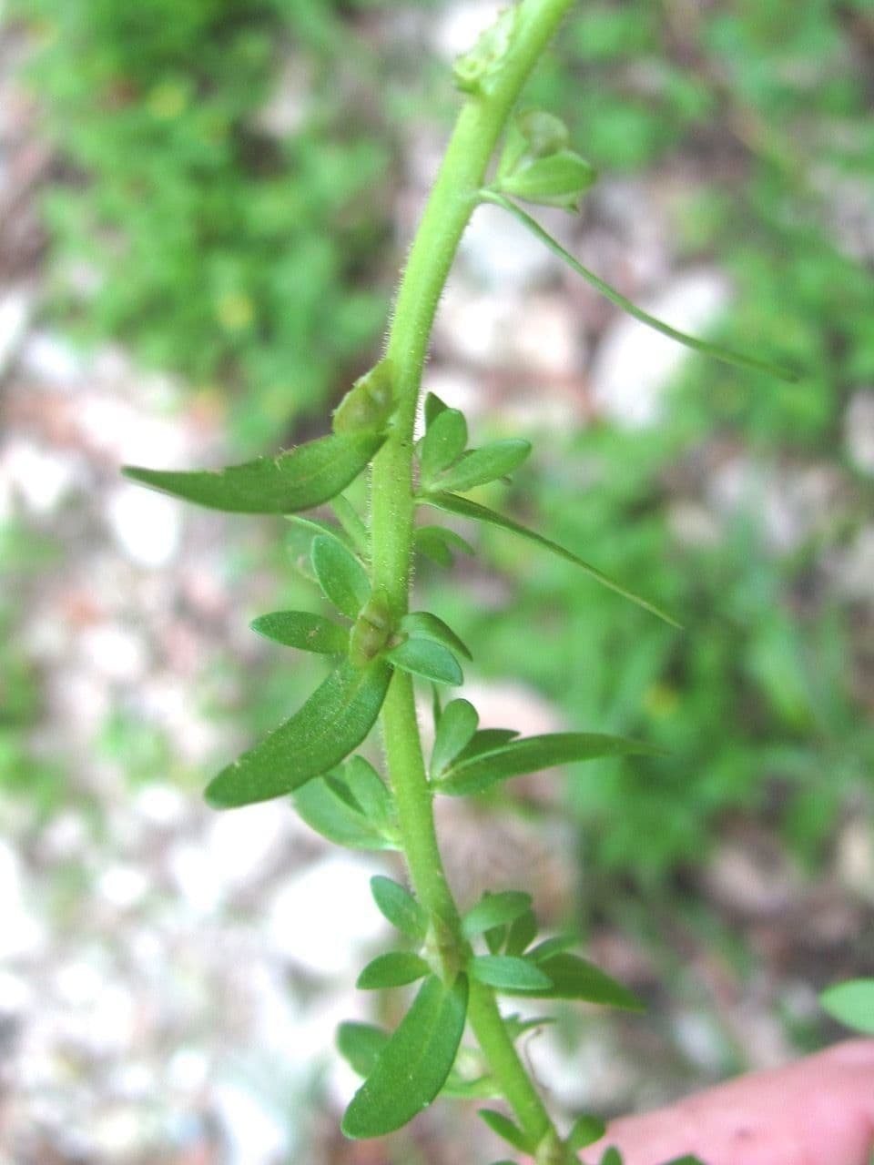 Veronica forestiera 24