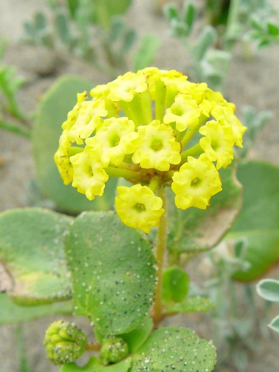 Abronia 19