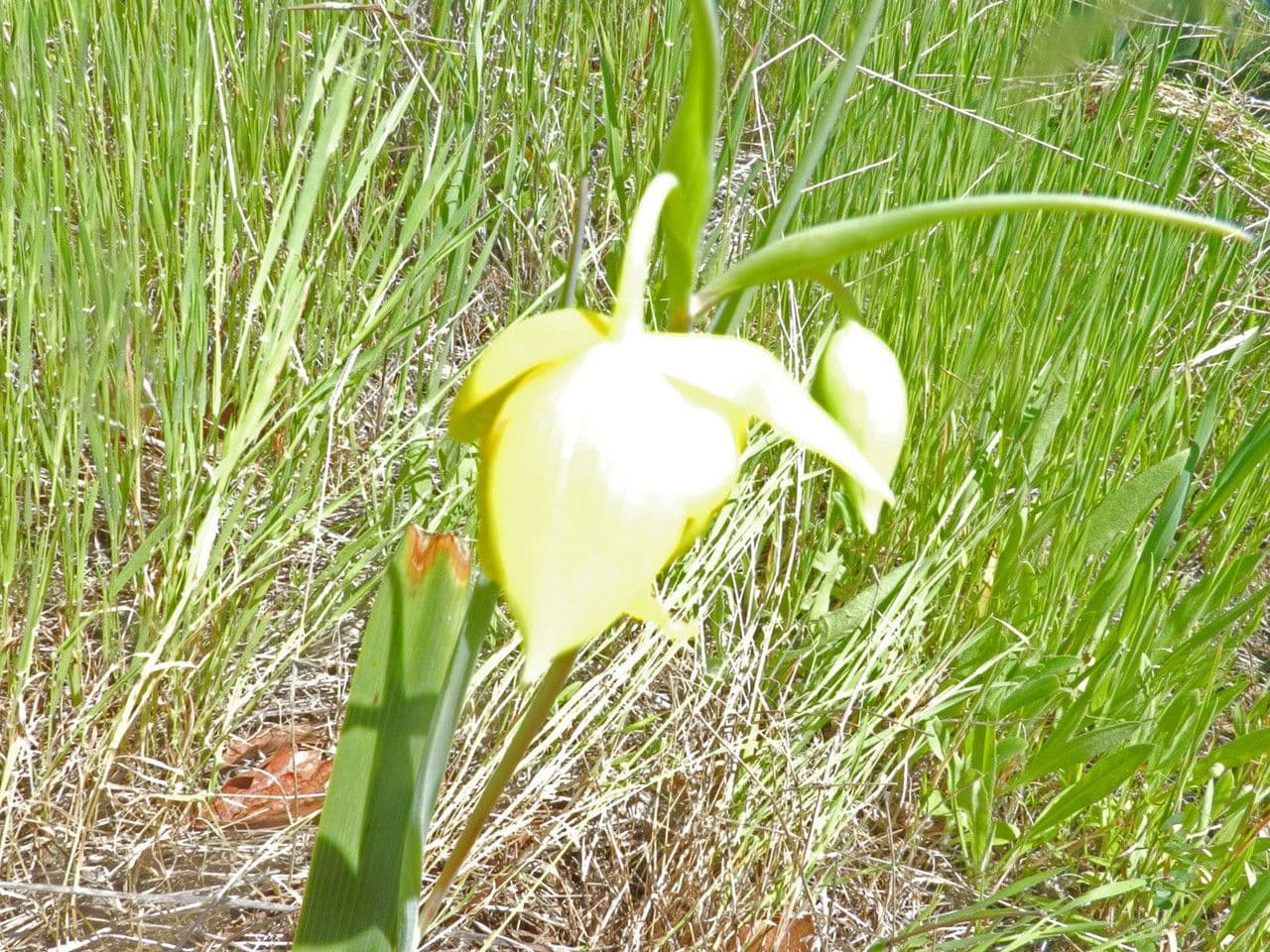 Lanterna di Diogene 3