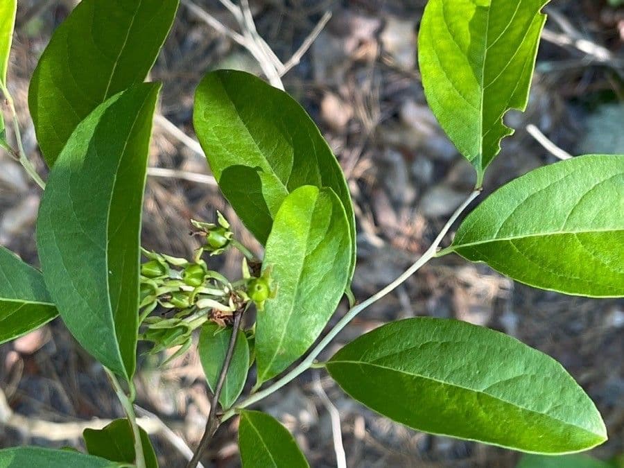 Staggerbush 5