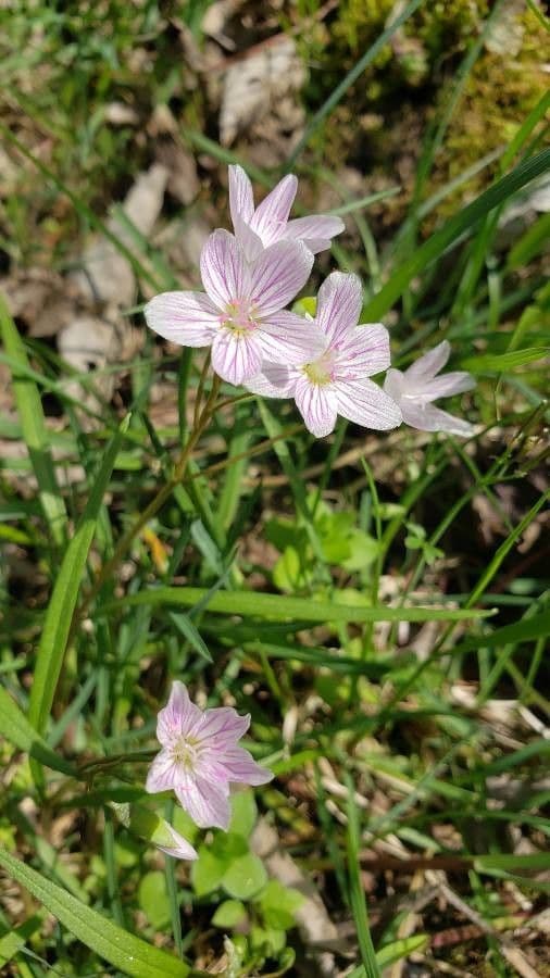Claytonia 13