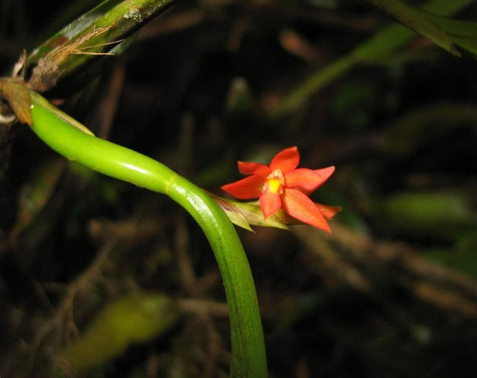 Scaphyglottis 10