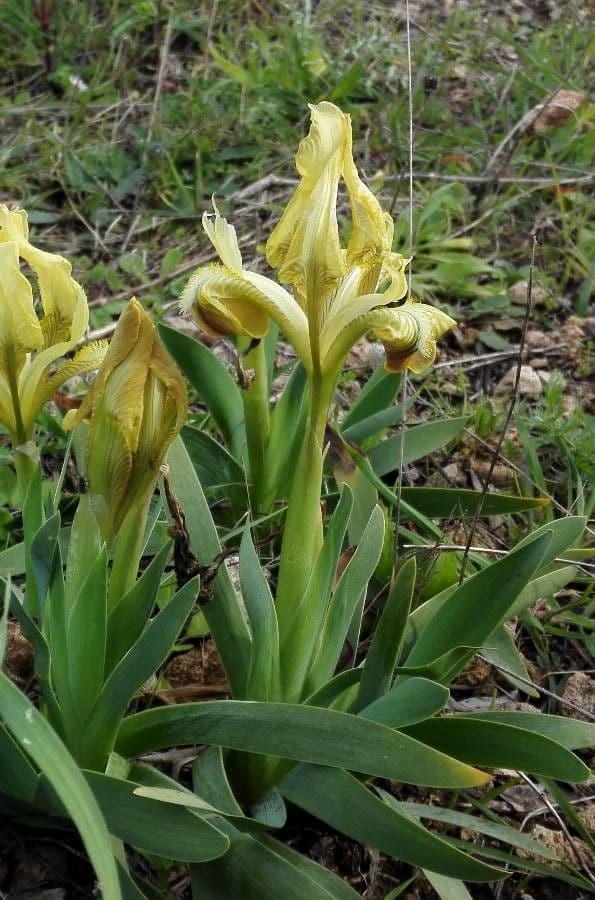 Iris 5