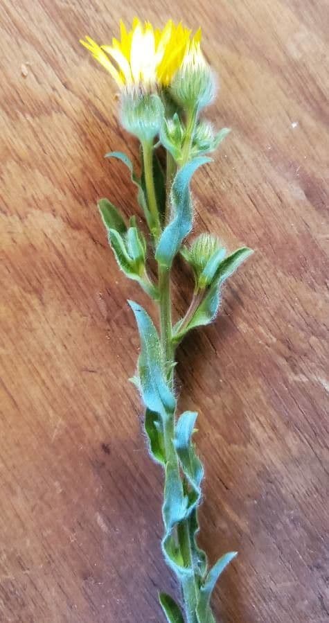 Heterotheca villosa 18