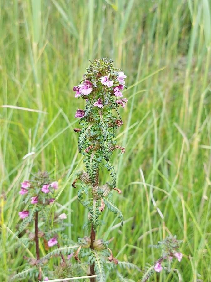 Pedicolare palude 10