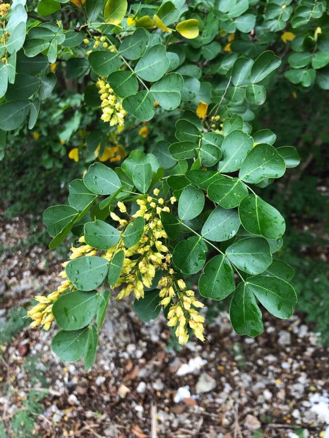 Bois de Campêche 19