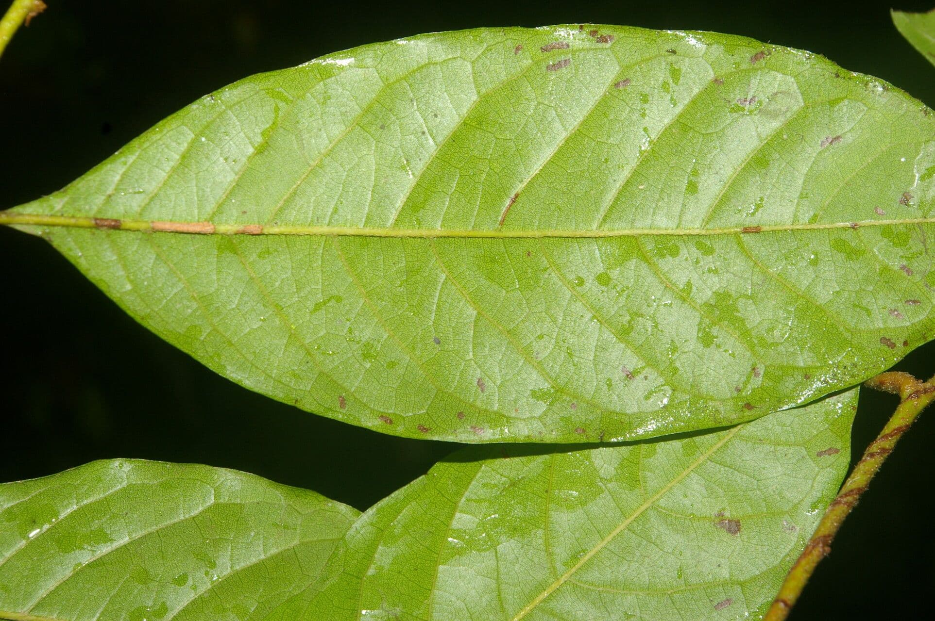 Hirtella triandra 15