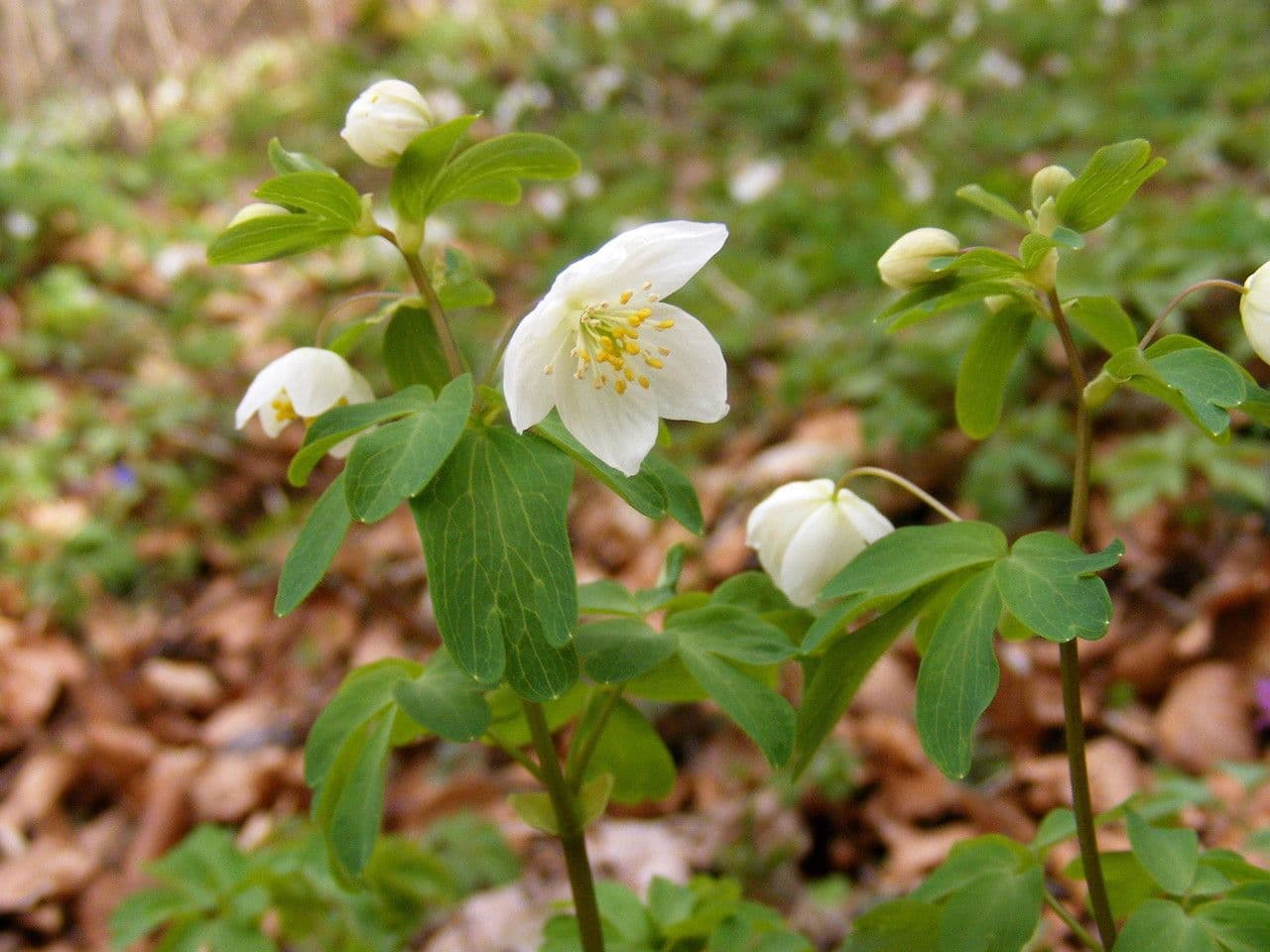 Glockenblume 23