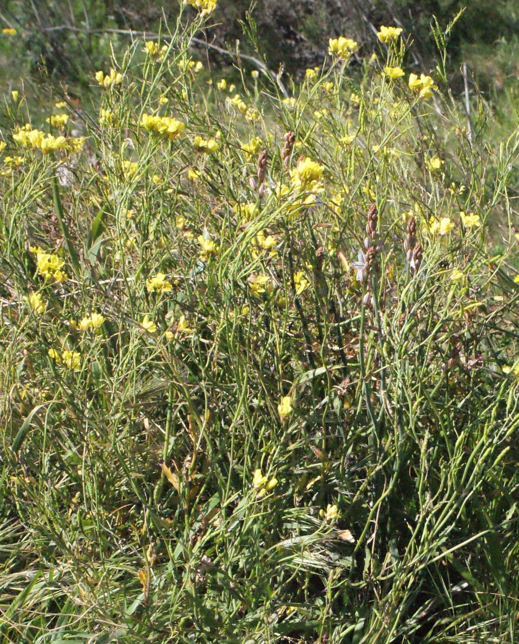 Kapusta 13