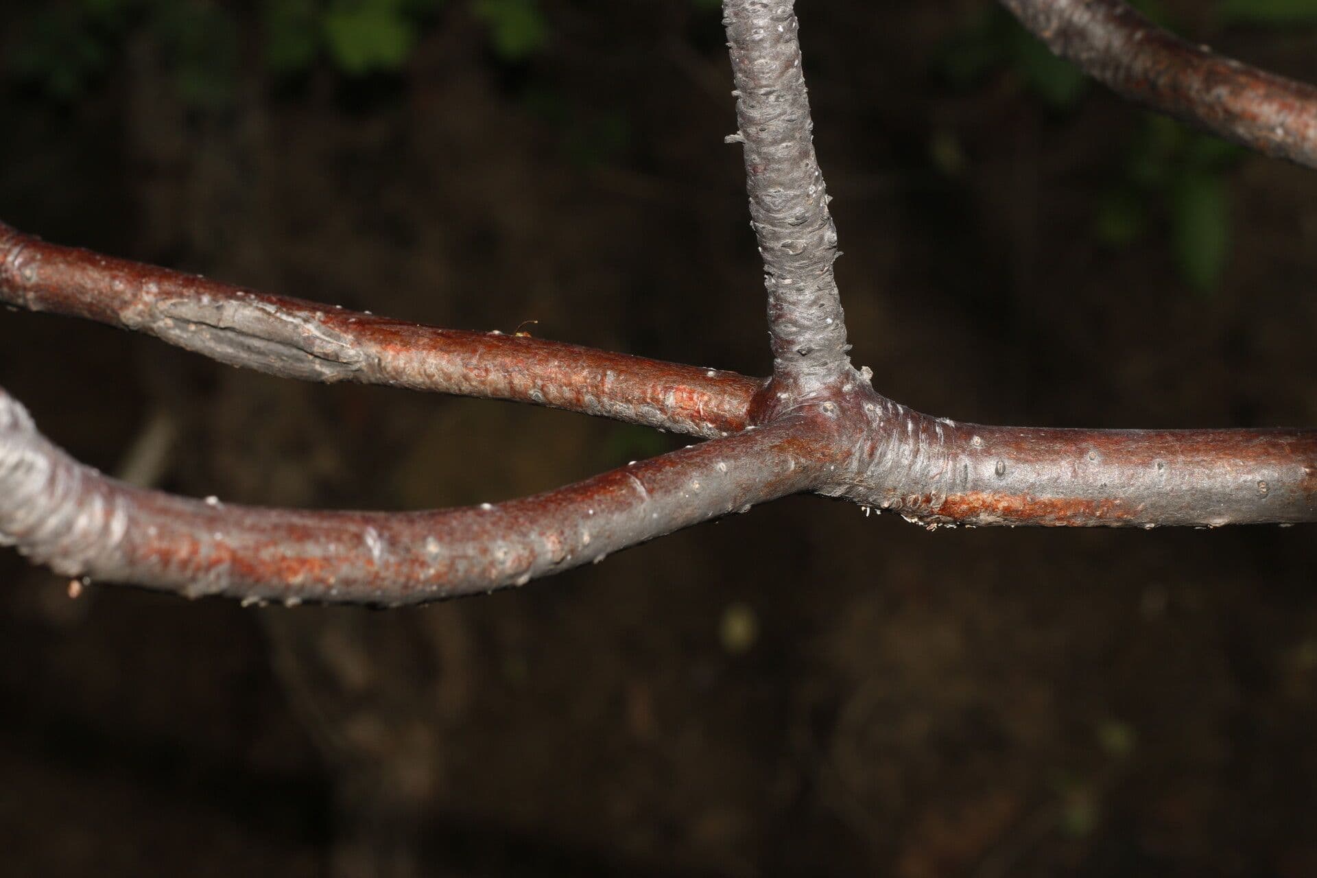 Amphipterygium 12