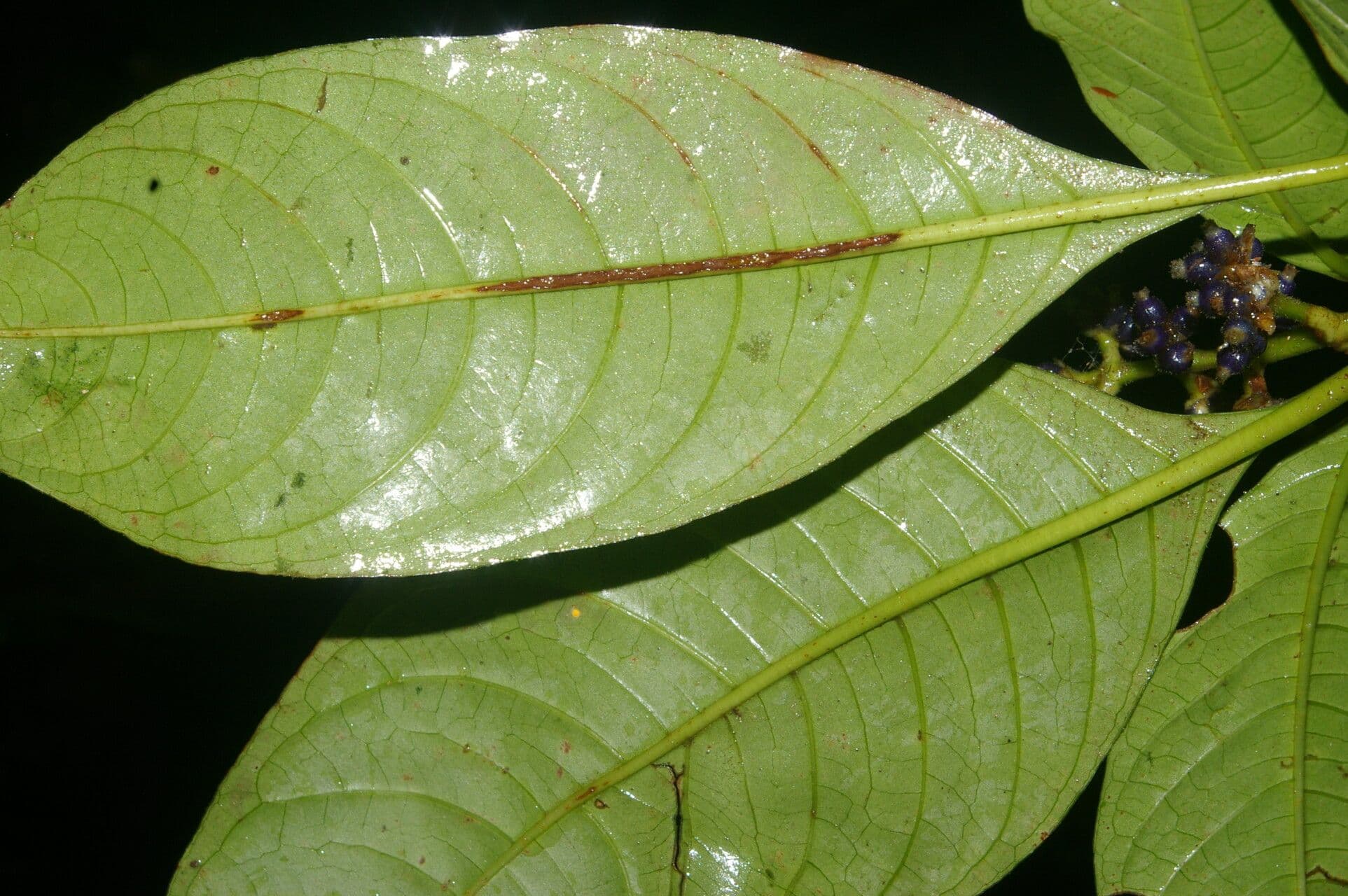 Psychotria rameuse 11