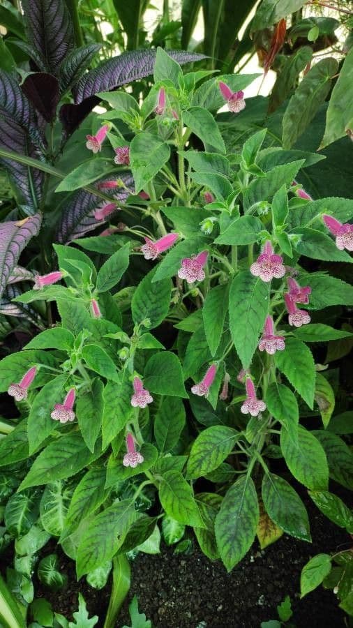 Kohleria 6